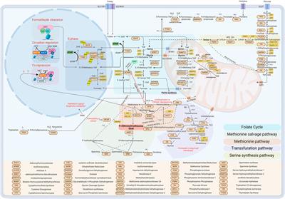 Subcellular one carbon metabolism in cancer, aging and epigenetics